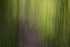 Woods 02