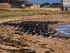 Oystercatchers