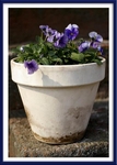 Spring Violets