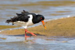 Oystercatcher