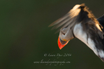 Peeping Puffin