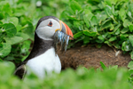 Atlantic Puffin emerges from burrow, Farne Islands