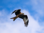 Red Kite
