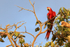 Scarlet Macaw perched near sunset, Drake Bay, Costa Rica