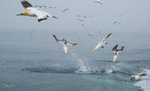Gannet Diving 4