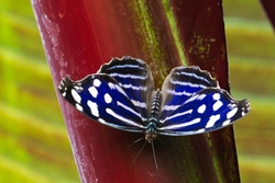 Blue-banded Purplewing - Myscelia cyaniris
