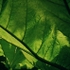 Gunnera