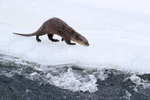 Yellowstone River Otter walking, Wyoming, USA