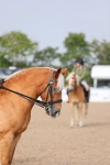 SBM_10712_Class 303 - Ridden Pure Bred Horse-Pony