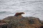 Otter
