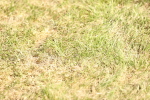 SBM_18781