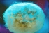 Black Widow Spiderlings inside egg case - USA