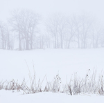 TREELINE