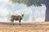 Eland
