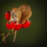 Print _Bronze_Charles Kidd_2 tiny field mice