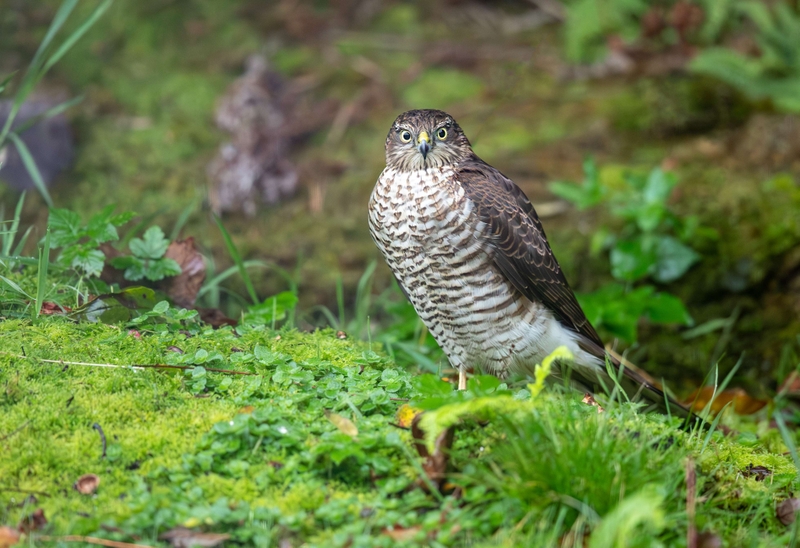 Eurasian Sparrowhawk - Isle of Mull - Scotland