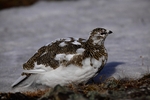 Female Grouse 1742