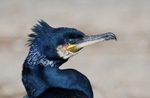 Cormorant