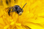 Andrena chrysosceles (m)