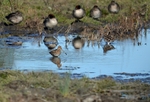 Common Snipe