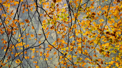 Woodland portfolio