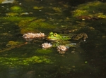 Edible Frog
