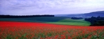 Bury Hill Poppies