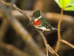 Green Kingfisher portfolio