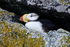 Horned Puffin sat on a cliff ledge in Resurrection Bay, Alaska