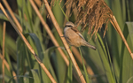 Penduline Tit