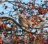 04 Mistle Thrush in the Crabapples