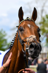 170523-Race 1-Scampi-0245