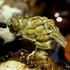 Onychogomphus sp. emergence