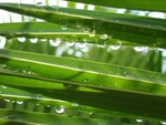 rain jewels