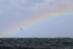 Diving Northern Gannet and rainbow, Ness of Duncansby, Scotland