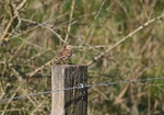 Woodlark