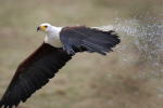 African Fish Eagle