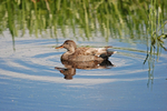 Gadwall