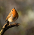 Robin