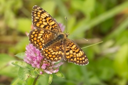 Knapweed Fritillary
