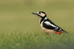 Great Spotted Woodpecker