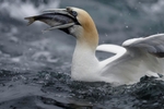 Gannets_0002