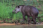 South American Tapir (male) feeding, Piquiri River, Brazil