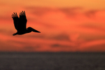 Silhouette of Brown Pelican in flight, Fort De Soto, Florida