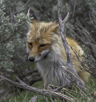 Red Fox