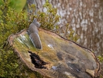 Grey Squirrel