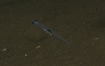 Crystallogobius linearis