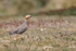 Ruddy-headed Goose, Carcass Island, Falklands