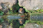 Water Vole