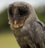 " BLACK BARN OWL "